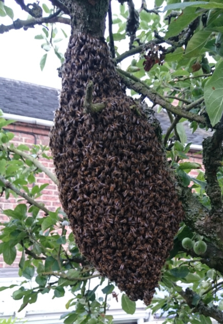 A Monster swarm is a Derbyshire Apple tree