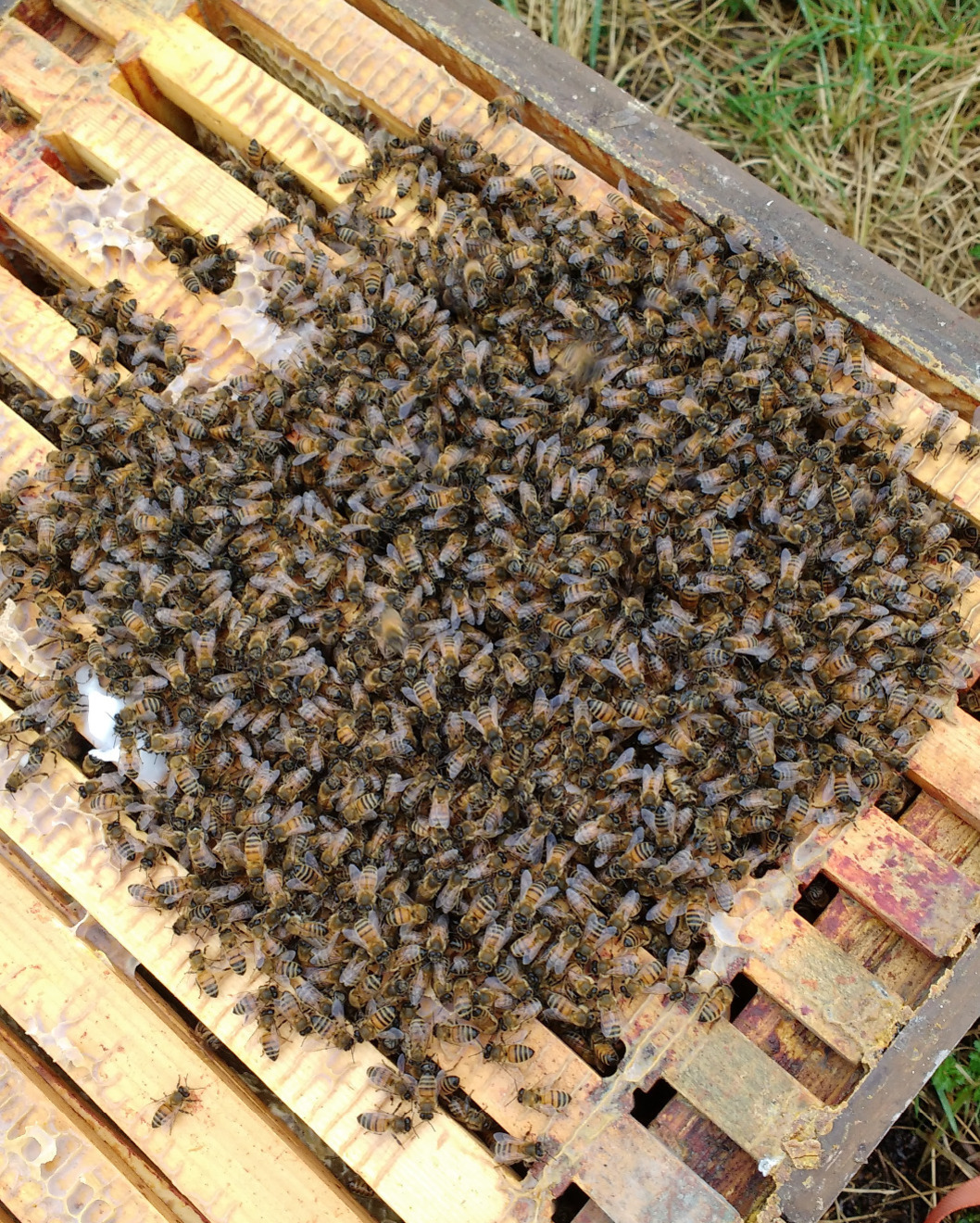 Honeybees in a loose cluster
